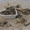 Púpava lekárska - list narezaný - Taraxacum officinale - Folium taraxaci 50 g