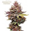 Seedstockers Superior - Amaretto Tarmac 3 ks - semená neobsahujú THC