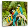 Sablio Obraz Papagáje na konári - 50x50 cm