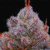 R-Kiem Seeds - El Xupet Negre 5 ks - Semená neobsahujú THC