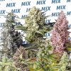 Sweet Seeds Sweet Mix semena neobsahují THC 10 ks