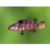 Aquascaperi Badis singenensis / buxar