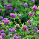 Ďatelina červená lúčna - Trifolium pratense - semiačka - 100 ks