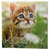 Kočky 2026 - nástěnný kalendář