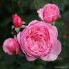 Kordes Roses Popínavá Parfuma ruža Kordes 'Kiss me Kate®' 2l kontajner