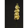 MATTHIOLA, KATZ YELLOW, 1000 semien