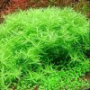 AQZ Rotala rotundifolia 'Green' Rastliny: /in-Vitro Aqua-art/