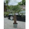 Trachycarpus fortunei vo výške 205 cm s výškou kmeňa 80 cm