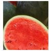 Melón vodný F1 Lajko Citrullus lanatus predaj semien 5 ks
