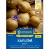 Zemiaky Jubila F1 - Solanum tuberosum - semená zemiakov - 1 ks