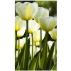 DIMEX | Vliesové fototapety na stenu Biele tulipány MS-2-0127 | 150 x 250 cm | žltá, zelená, biela + Vliesová fototapeta na stenu DIMEX Biele tulipány MS20127 v rozmere 375 x 250 cm