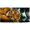 Sablio Uterák tiger - 50x100 cm