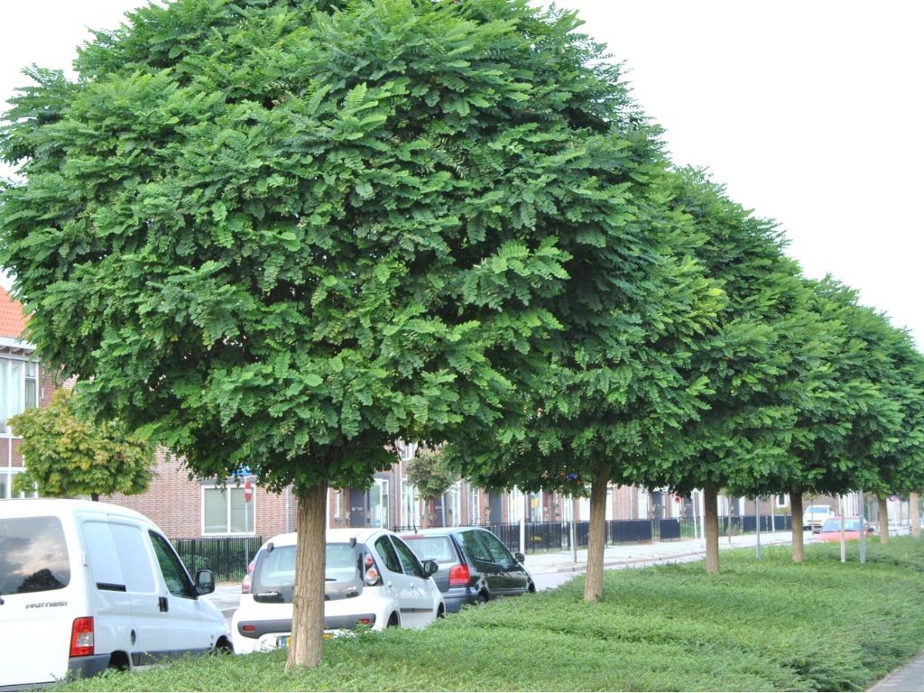 Agát biely Umbraculifera na 200-210cm kmeni, výška 250-300cm, obvod kmeňa 8-10cm, C25 l