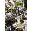 Sweet Seeds Cream Caramel Auto – samonakvétací semínka 3 ks Sweet Seeds neobsahuje THC 3 semena
