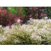 Ludwigia sp. White