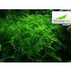 Taiwan Moss - Taxiphyllum alternans - in vitro 100 ml