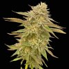 Seedsman Pineapple OG semena neobsahují THC 1 ks