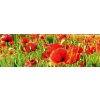 Fototapeta Dimex Red Poppies KI180-028 | 180 x 60 cm (Samolepiace fototapety na linku)