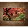 Obraz - Japonský javor 90x60cm