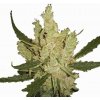 Nirvana Amnesia regular semena neobsahují THC 10 ks