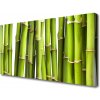 Obraz Canvas Bambus rastlina príroda 100x50 cm
