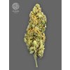 The Bulldog Seeds TB Mimosa Feminized, 3 a 5 ks 5 ks
