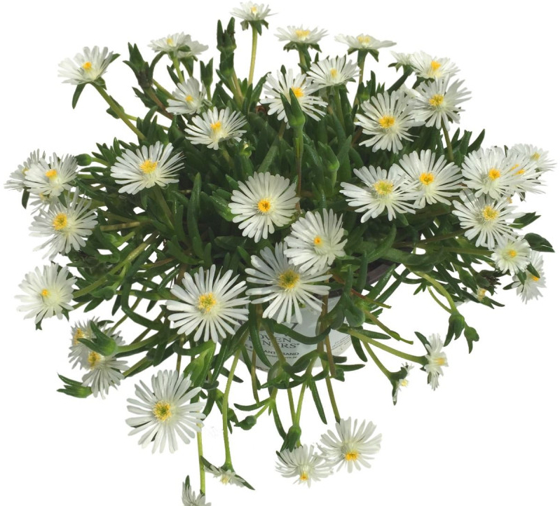 Delosperma Royal Ranger White - Poludňovka, kont. 0,5 l