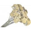 Sušené kvety Rebríček - Achillea 200g - vintage biele