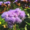 Agerát americký Red Sea - Ageratum houstonianum - predaj semien - 30 ks