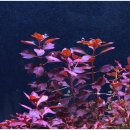 Ludwigia sp. Super Red