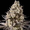 Advanced Seeds - Auto Fire Dog 5 ks - Semená neobsahujú THC.