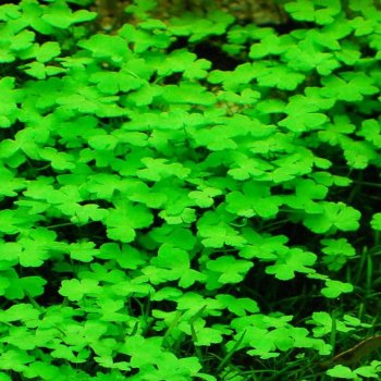 Hydrocotyle tripartita (sp. Japan)