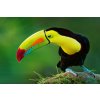 DIMEX | Vliesové fototapety na stenu Tukan krátkozobý MS-5-0409 | 375 x 250 cm | zelená, čierna, žltá + Vliesová fototapeta na stenu DIMEX Tukan krátkozobý MS50409 v rozmere 375 x 250 cm