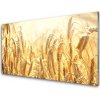 Skleneny obraz Obilie pole klasy príroda 100x50 cm