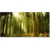 Foto obraz sklo tvrzené Sosnová les 100x50 cm