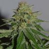 Cream Of The Crop - Crop Doctor CBD 5 ks - Semená neobsahujú THC