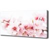 Moderný obraz canvas na ráme Kvety višne 100x50 cm
