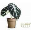 Alokázia Ninja cca 10 cm - Alocasia, kont. p9