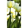 Dimex fototapeta Biele tulipány S-486 | 110 x 220 cm (Vliesová fototapeta | lepidlo zdarma)
