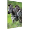 Vertikálny foto obraz sklo tvrdené Tri zebry 50x100 cm