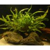 Toprybičky Cryptocoryne wendtii green