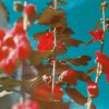 Lawson Chad - Breathe / Vinyl [LP]