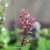 Agastache vresová kráľovná - Agastache cana - semená - 30 ks