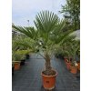 Trachycarpus wagnerianus vo výške 145 cm, s výškou kmeňa 35 cm