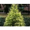 Kryptoméria japonská Hongarian Gold, výška 90-120 cm, kvetináč 23 cm