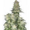 Fastbuds - Wedding Cheesecake FF 100 ks - Semená neobsahujú THC.