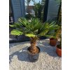 Trachycarpus wagnerianus 20l s výškou kmeňa 30 cm, v celkovej výške 140 cm