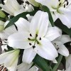 Ľalia Casablanca - Lilium - predaj cibuľovín - 1 ks