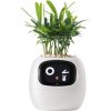 kwiatydonice PlantsIO BŘEČŤAN BÍLÝ