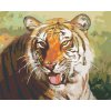 ZUTY Maľovanie podľa čísel - ODPOČÍVAJÚCI TIGER PORTRÉT (D. RUSTY RUST) Rámovanie: vypnuté plátno na rám, Rozmer: 40x50 cm